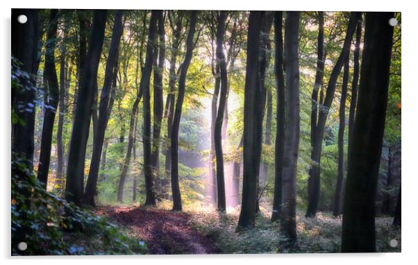 Early Autumn Woodlands Acrylic by Ceri Jones