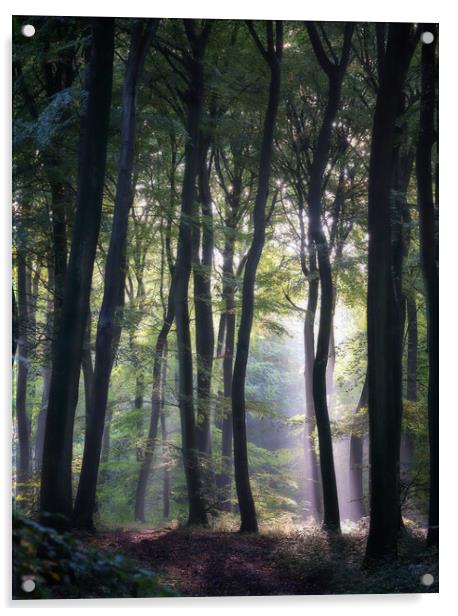 Morning Woodlands Acrylic by Ceri Jones