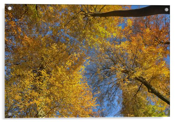 Autumn Canopy Acrylic by Ceri Jones