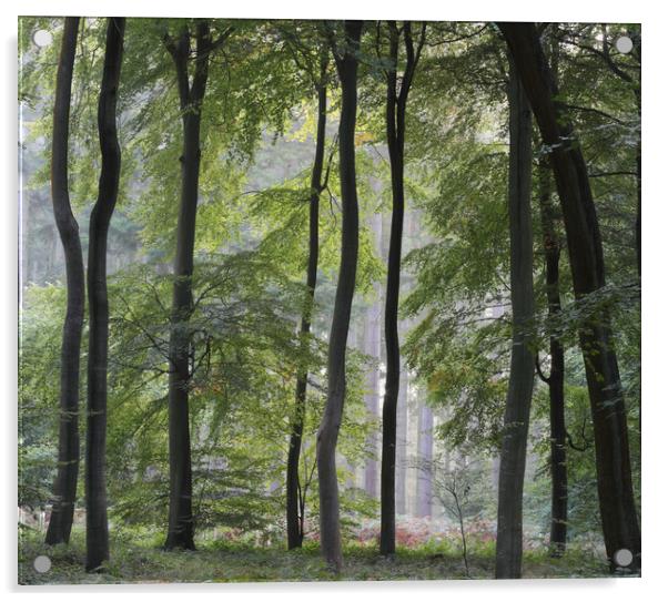 Summer Woodland Acrylic by Ceri Jones