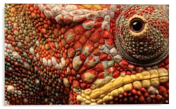 Panther Chameleon Macro Acrylic by Ceri Jones