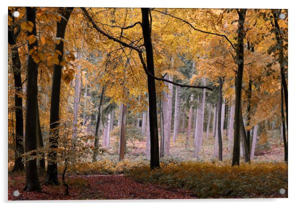 Autumn Forest Acrylic by Ceri Jones