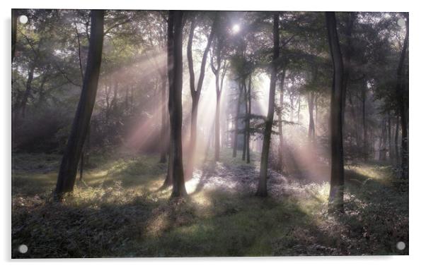 Misty Morning Woodlands Acrylic by Ceri Jones