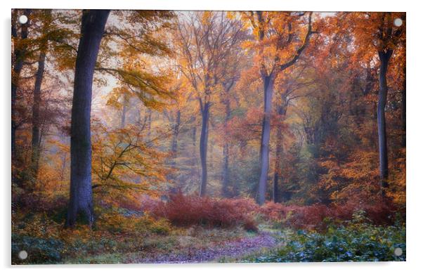 Autumn Beech Woodlands  Acrylic by Ceri Jones