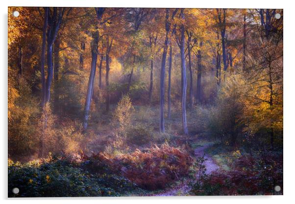 Autumn Woodland Path Acrylic by Ceri Jones