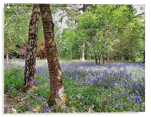 bluebell woods Acrylic by mark lindsay