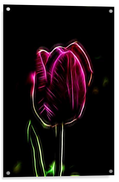  Tulips Acrylic by mark lindsay