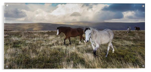 Wild Pony Experience Acrylic by Rachael Parker