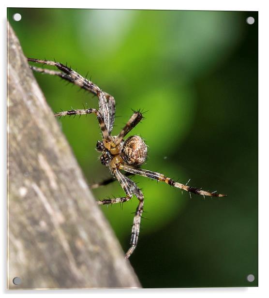 Male European garden spider Acrylic by Mark Hobbs