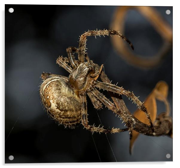 Female European garden Spider Acrylic by Mark Hobbs