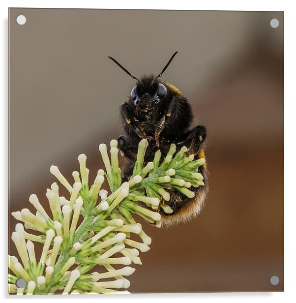 Bumble Bee Acrylic by Mark Hobbs
