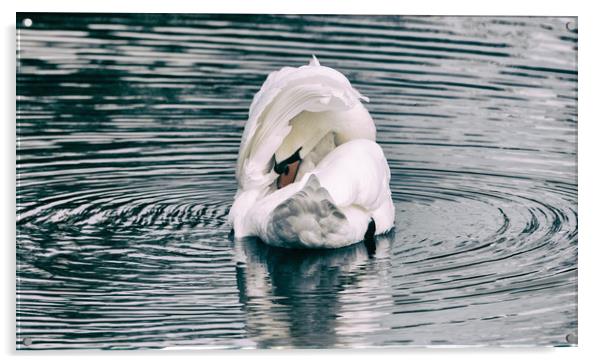Mute Swan Acrylic by Mark Hobbs