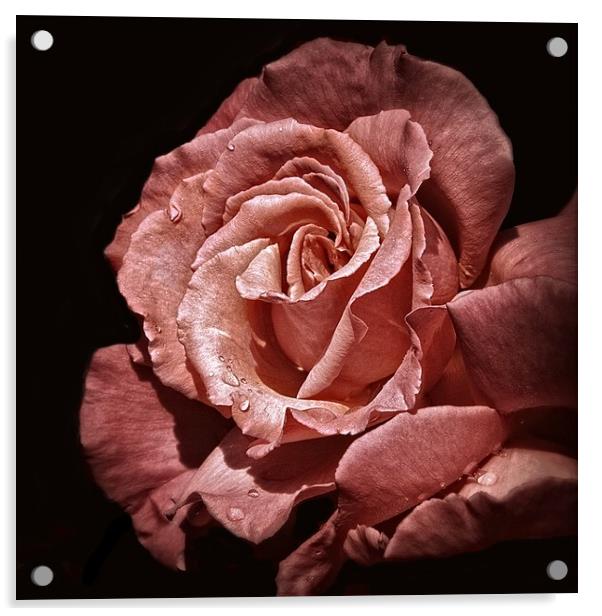 PERFECT ROSE Acrylic by len milner