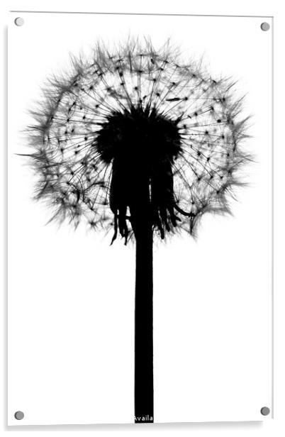 Dandelion Acrylic by Julian Mitchell