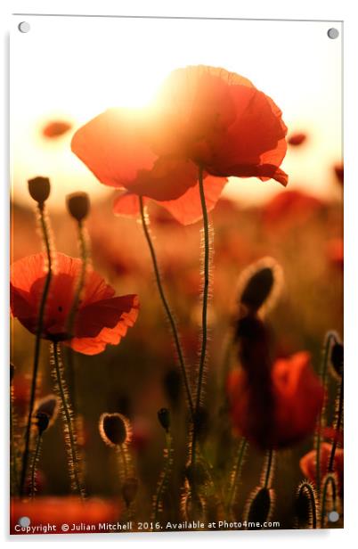 Poppies  Acrylic by Julian Mitchell