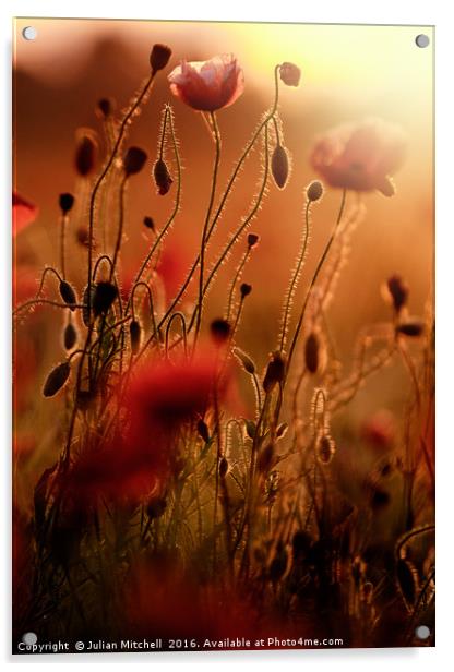 Poppies Acrylic by Julian Mitchell
