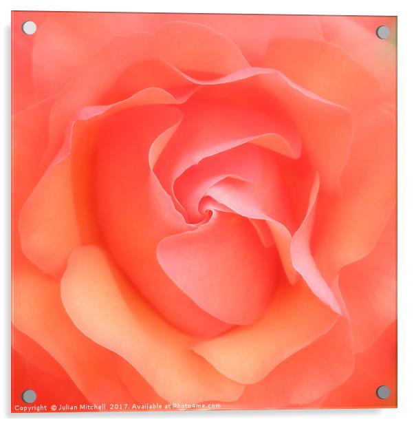 Rose Acrylic by Julian Mitchell