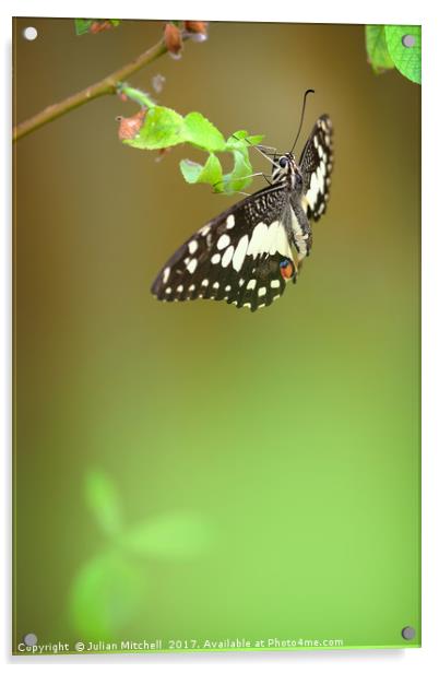 Butterfly Acrylic by Julian Mitchell