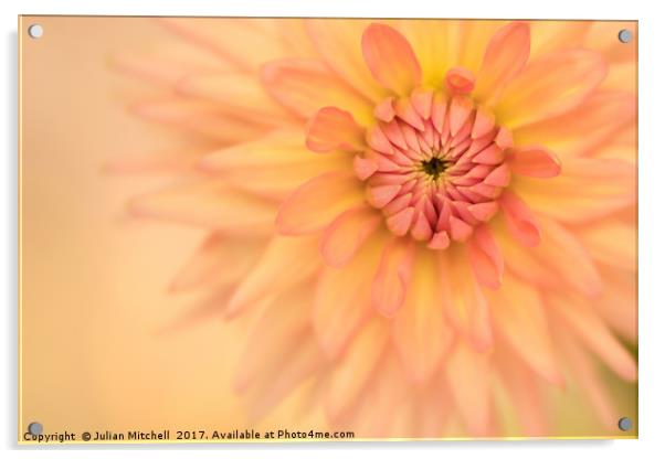 Dhalia Acrylic by Julian Mitchell