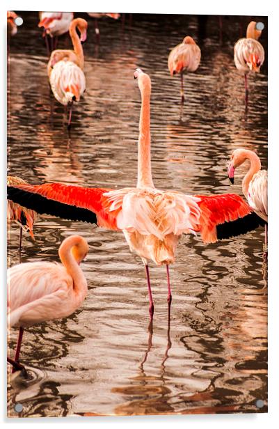 Flamingo Acrylic by