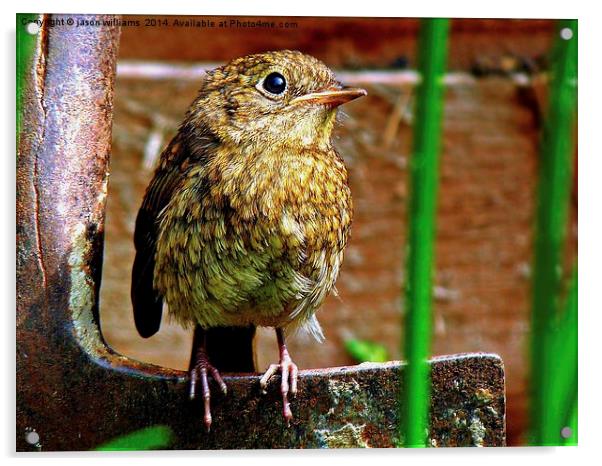 Juvenile Robin Acrylic by Jason Williams