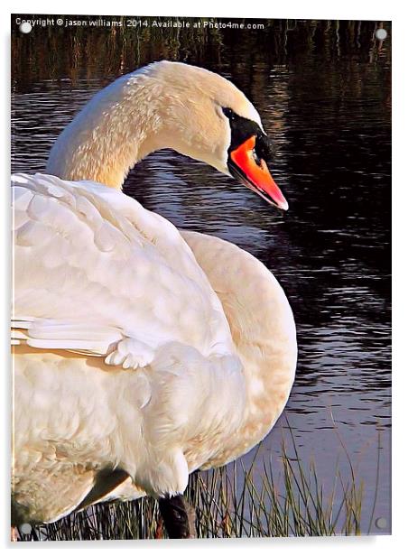 Swan in Sunlight Acrylic by Jason Williams