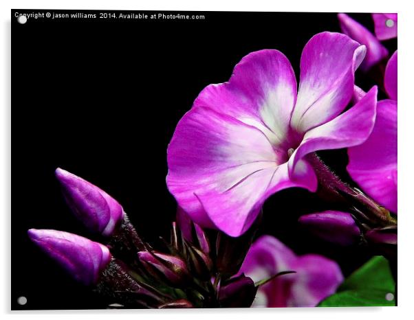 Purple Kiss Garden Phlox Acrylic by Jason Williams