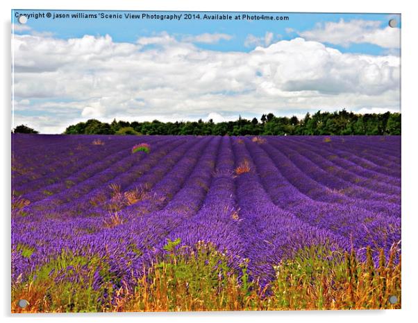  Lavender Landscape Acrylic by Jason Williams