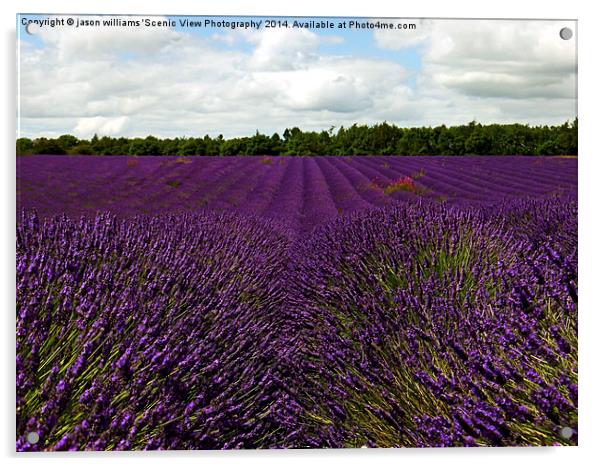 Lavender Landscape (Version 1)  Acrylic by Jason Williams