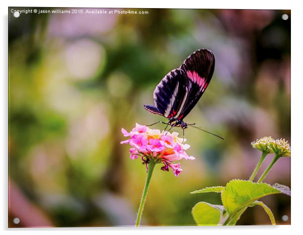 Thirsty Tropical Butterfly  Acrylic by Jason Williams