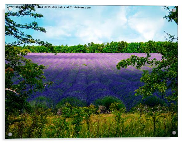  Summertime Lavender Acrylic by Jason Williams
