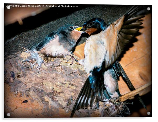  Swallow feeds chick. Acrylic by Jason Williams