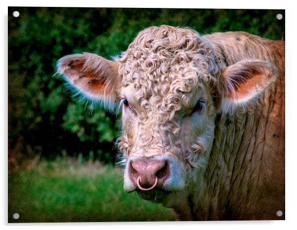 Charolais Bull Acrylic by Jason Williams
