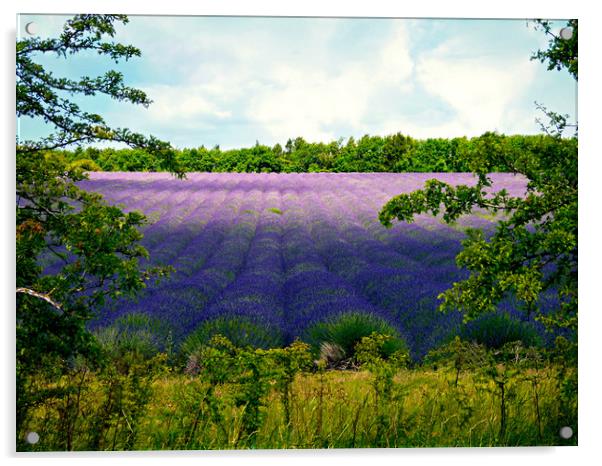 Summertime Lavender Acrylic by Jason Williams
