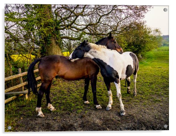Horse Hug Acrylic by Jason Williams