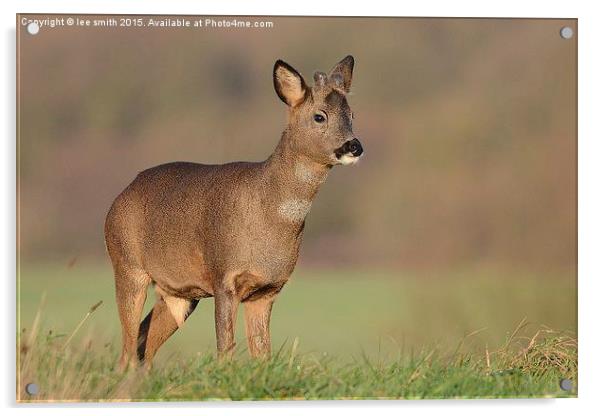  young buck  Acrylic by lee smith