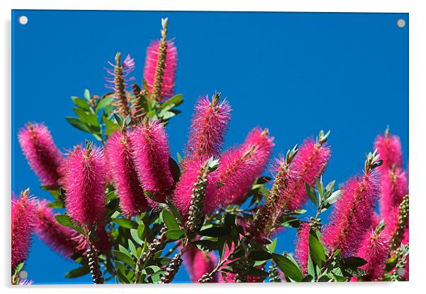Red Callistemon Flowers Acrylic by Geoffrey Higges