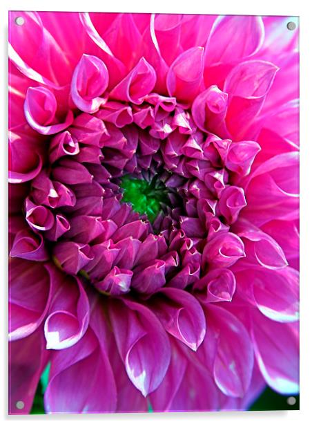 Bright Pink Dahlia Acrylic by Geoffrey Higges