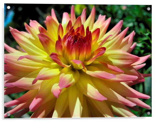 Yellow and Pink Dahlia Acrylic by Geoffrey Higges