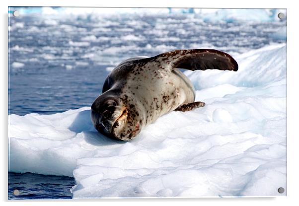 Crabeater Seal on Ice Floe Acrylic by Geoffrey Higges