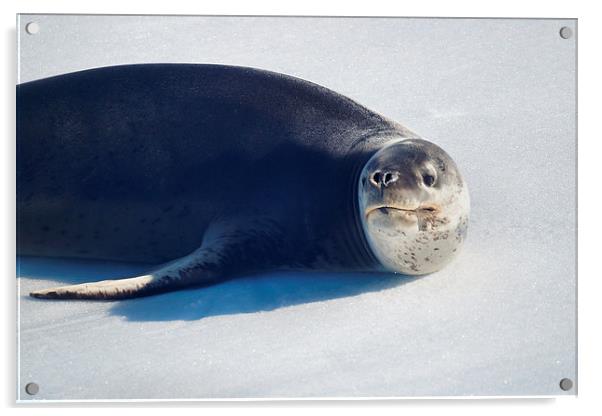 Leopard Seal on Ice Floe Acrylic by Geoffrey Higges