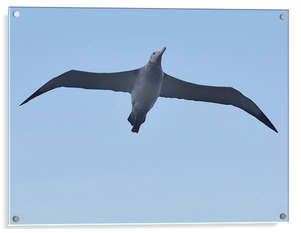 Wandering Albatross, Prion Island, SGeorgia Acrylic by Geoffrey Higges