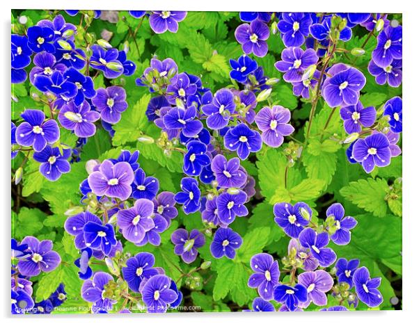Perky Blue Flowers Acrylic by Deanne Flouton