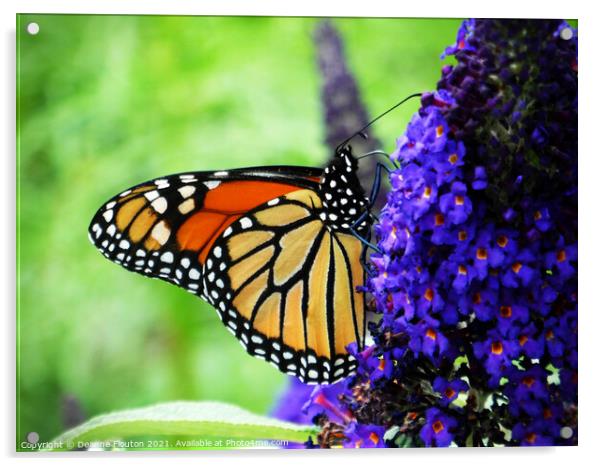  Monarch Butterfly Sipping Nectar Acrylic by Deanne Flouton