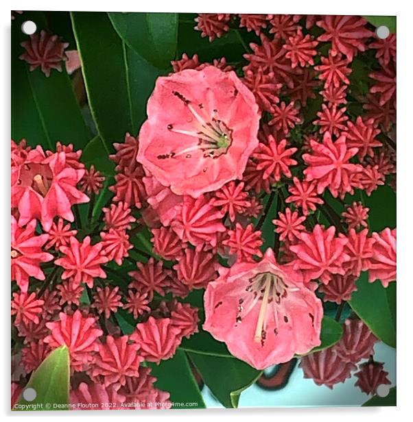 Salmon Mountain Laurel Blooms Acrylic by Deanne Flouton