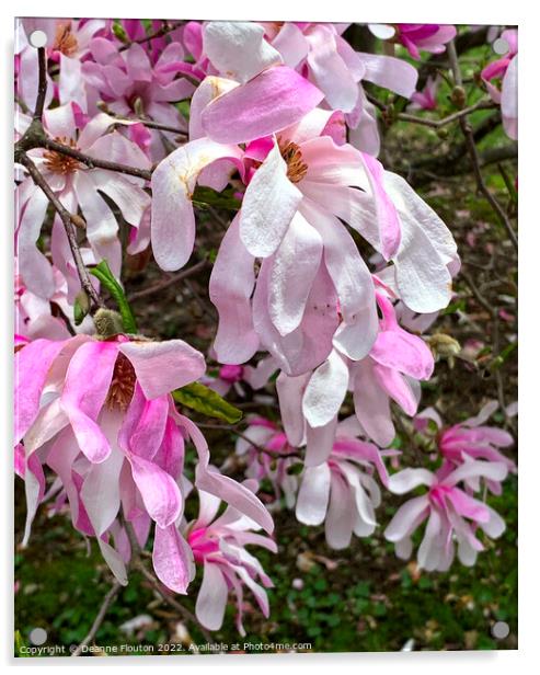 Vibrant Magnolia Blooms Acrylic by Deanne Flouton