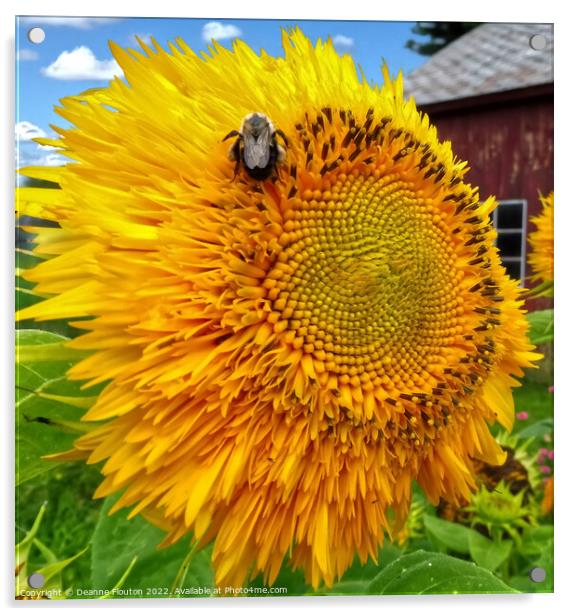 Buzzing Sunflower Feast Acrylic by Deanne Flouton