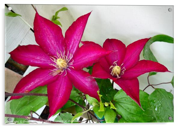 Radiant Ruby Clematis Blossom Acrylic by Deanne Flouton