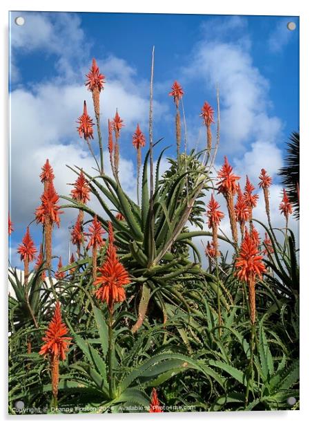 Scarlet Aloe Blooms Acrylic by Deanne Flouton