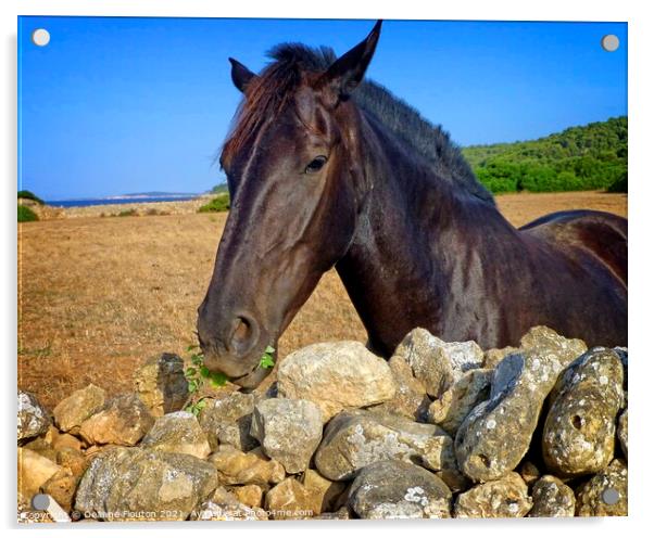 Regal Menorcan Horse Grazing Acrylic by Deanne Flouton